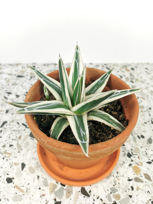 Agave victoriae reginae white rhino