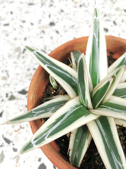 Agave victoriae reginae white rhino