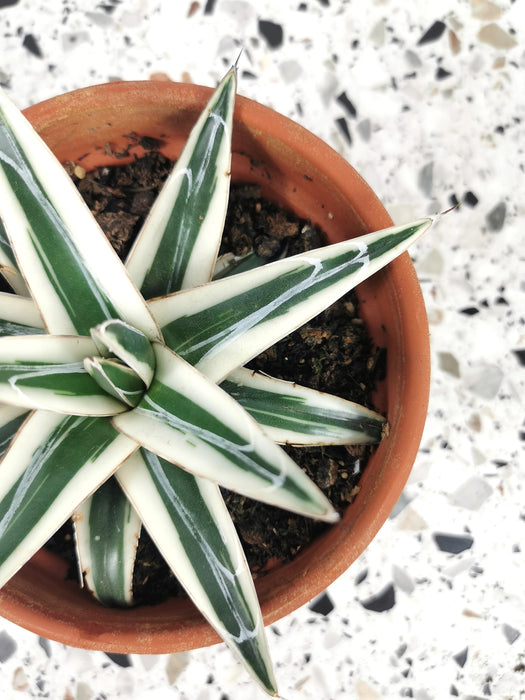 Agave victoriae reginae white rhino