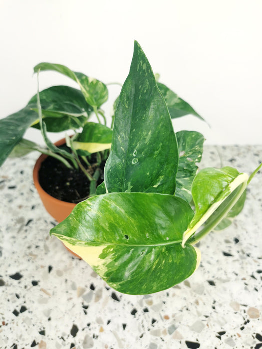 Scindapsus pinnatum variegata
