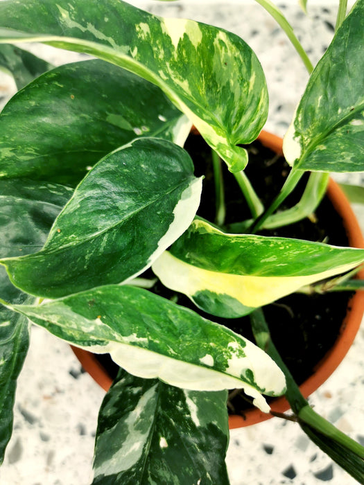 Scindapsus pinnatum variegata