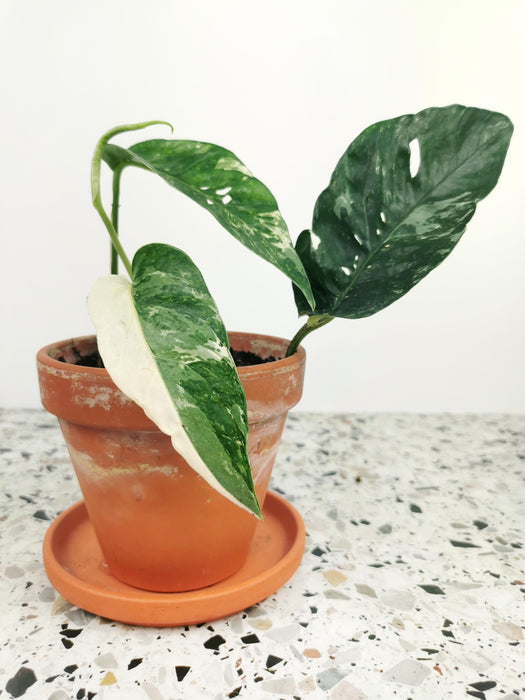 Scindapsus pinnatum variegata
