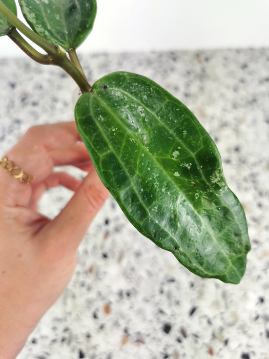 Hoya macrophylla splash
