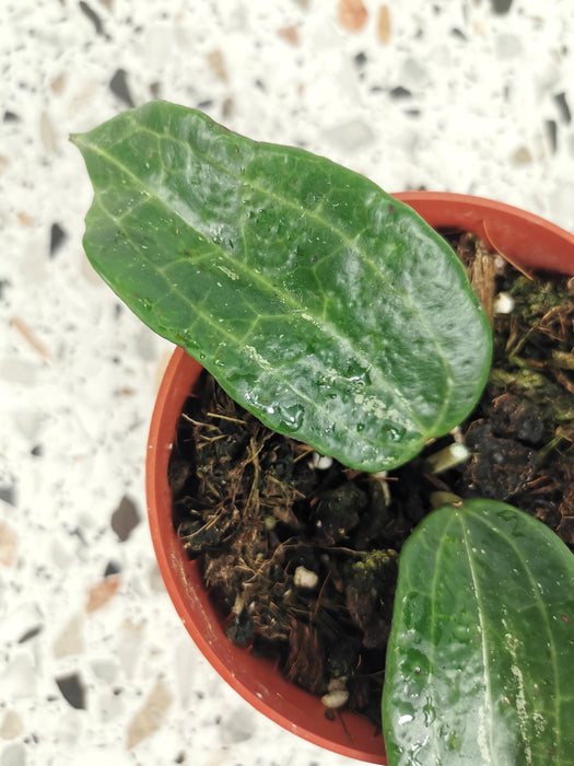 Hoya macrophylla splash