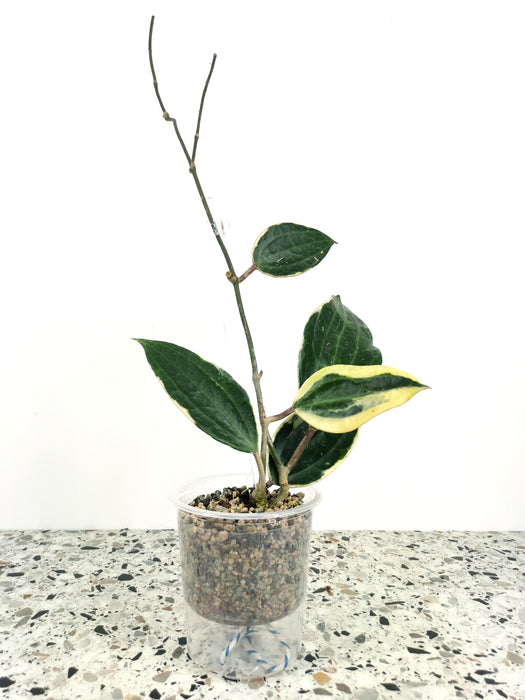 Hoya macrophylla variegata