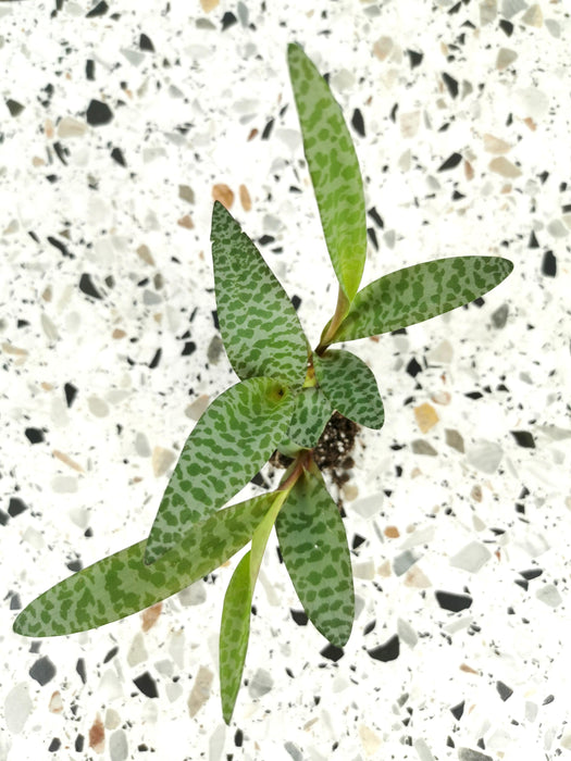 Ledeboria socialis