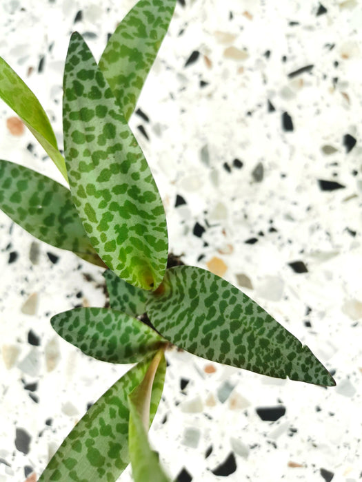Ledeboria socialis