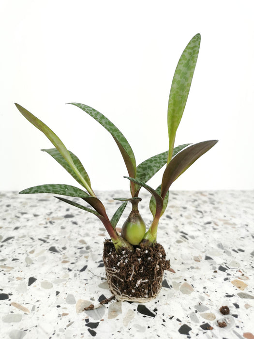 Ledeboria socialis
