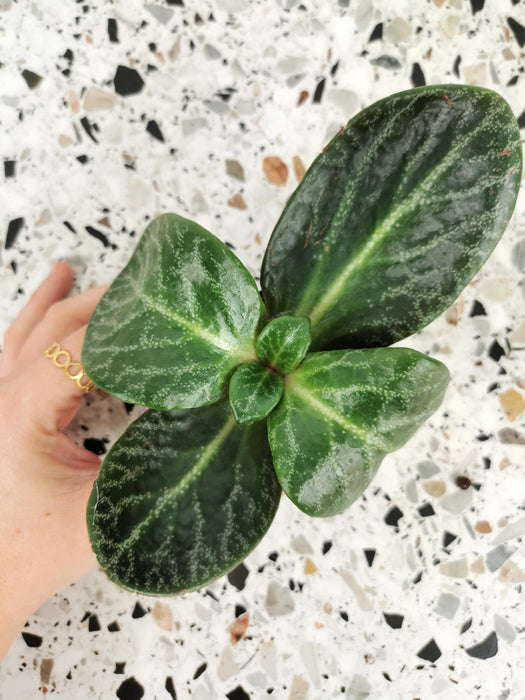 Crassula streyi