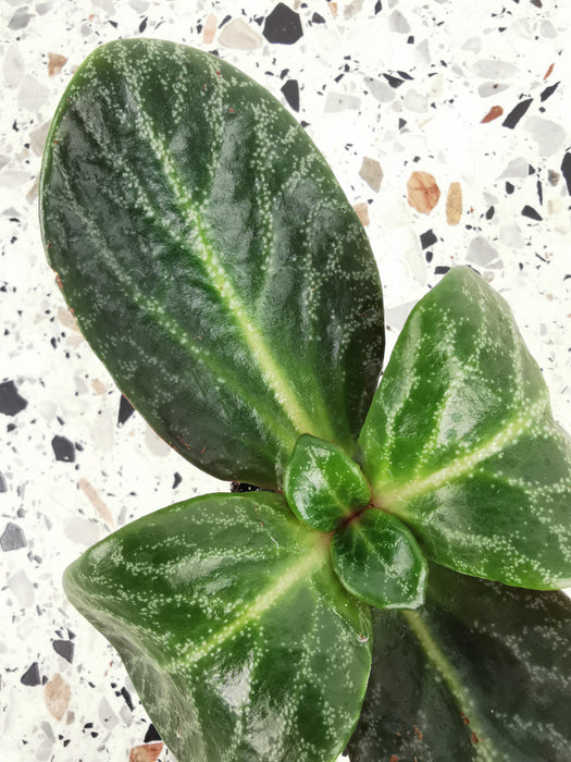 Crassula streyi