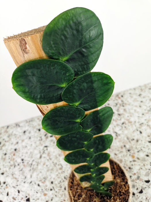 Rhaphidophora celatocaulis