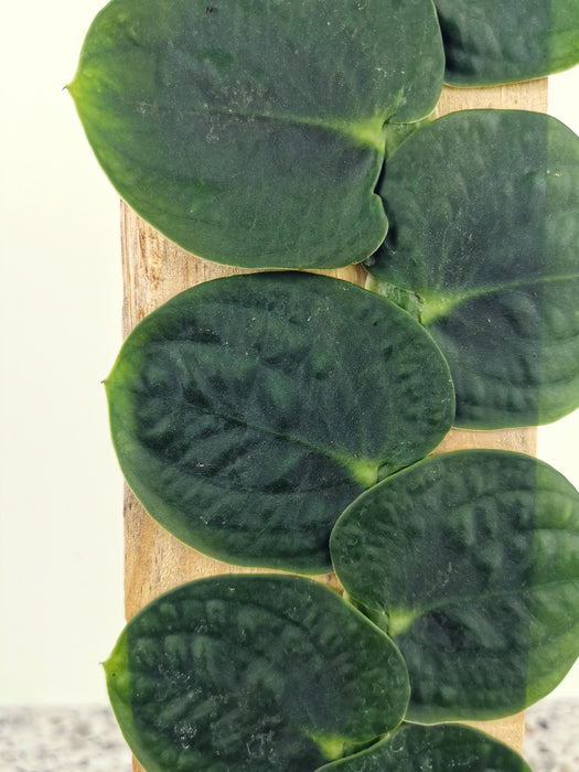 Rhaphidophora celatocaulis