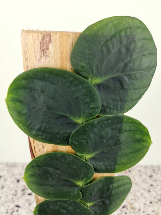 Rhaphidophora celatocaulis