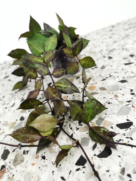 Hoya krohniana black leaves