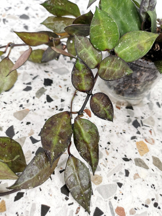 Hoya krohniana black leaves