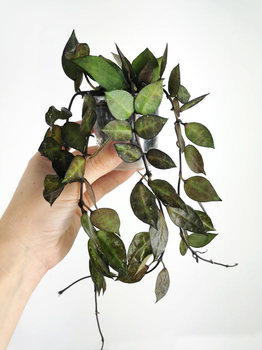 Hoya krohniana black leaves