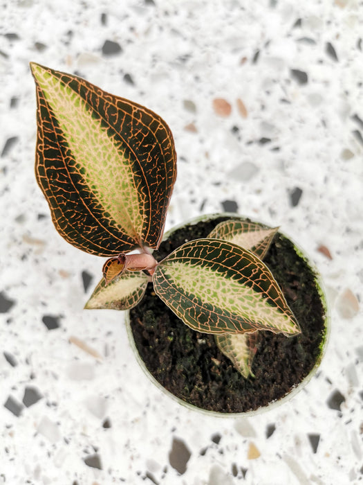 Macodes petola pearl