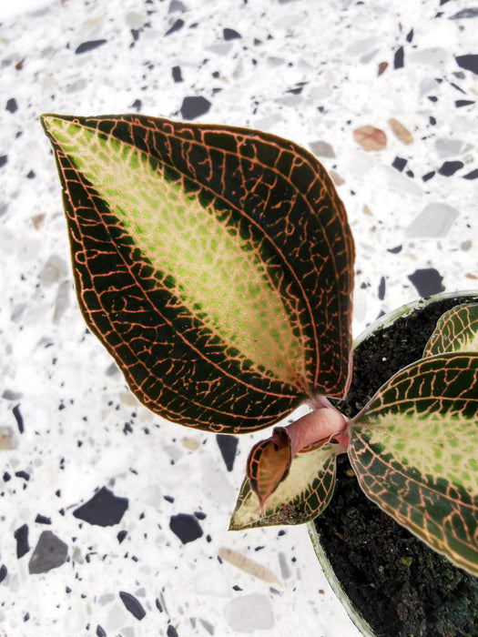 Macodes petola pearl