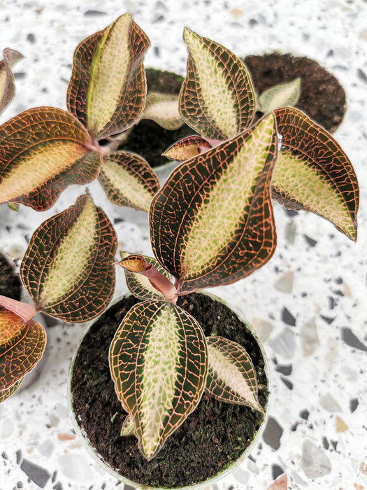 Macodes petola pearl