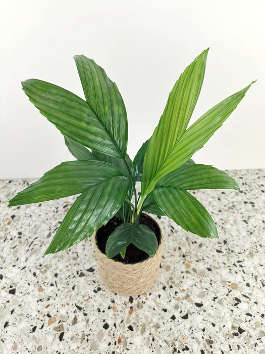 Chamaedorea elegans metallica