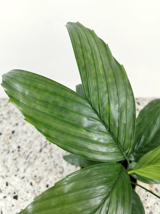 Chamaedorea elegans metallica