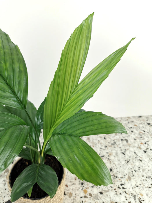 Chamaedorea elegans metallica