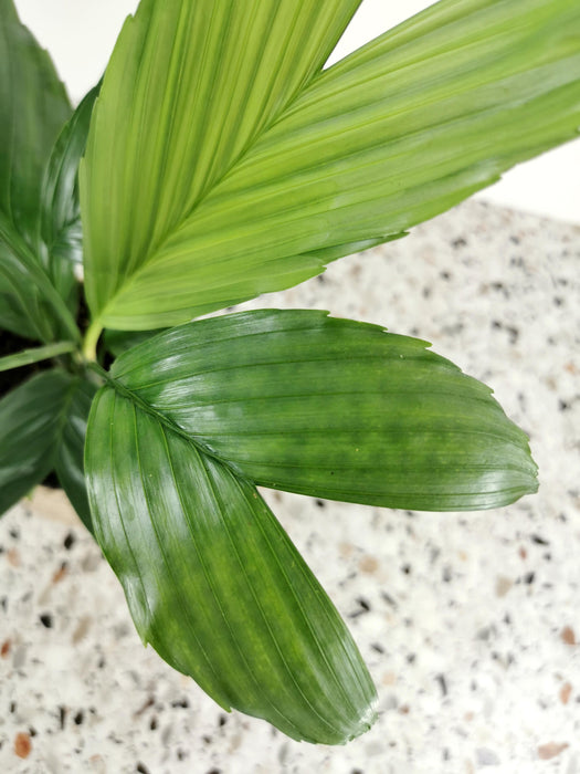 Chamaedorea elegans metallica