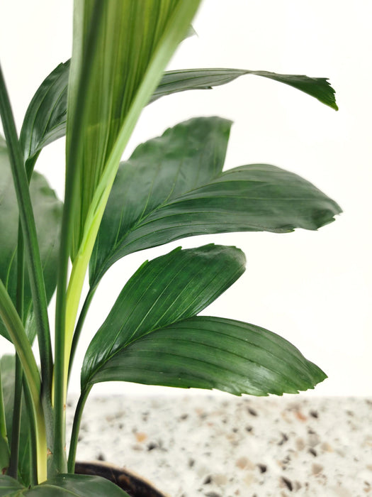 Chamaedorea elegans metallica