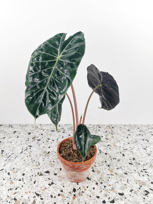 Alocasia Pink Dragon
