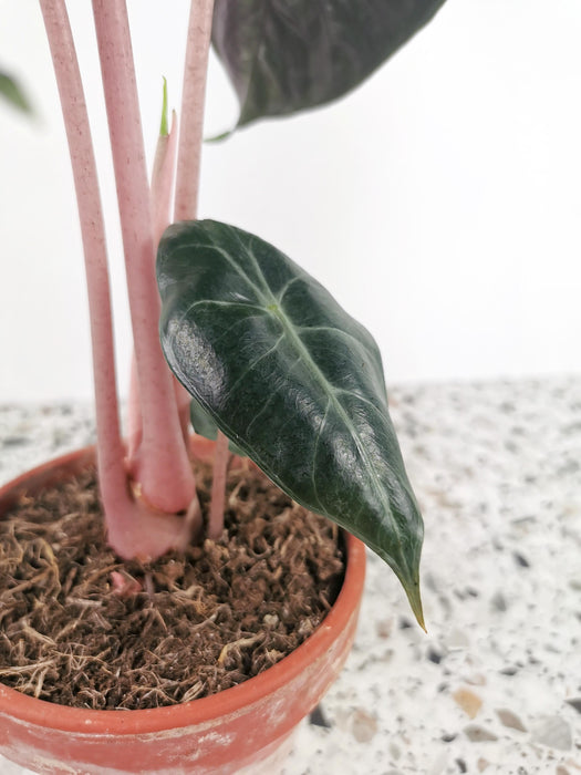 Alocasia Pink Dragon