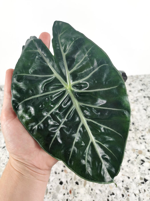 Alocasia Pink Dragon