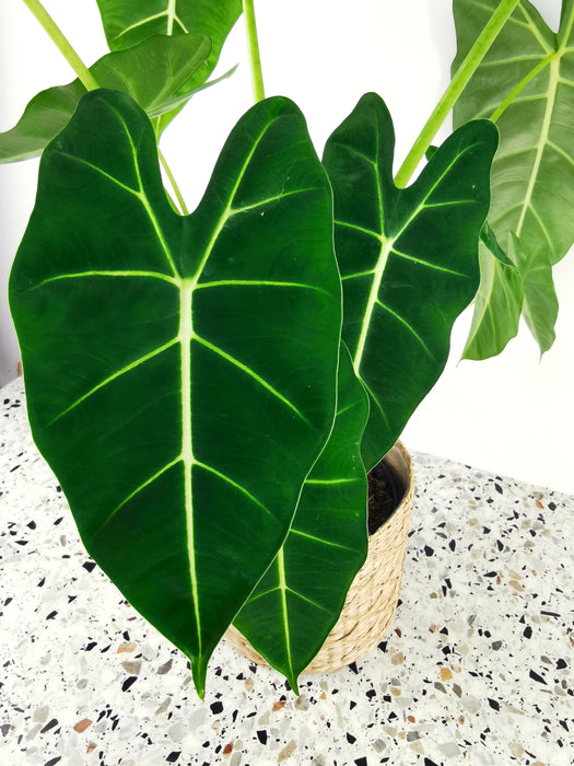 Alocasia micholitziana frydek