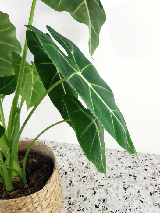 Alocasia micholitziana frydek