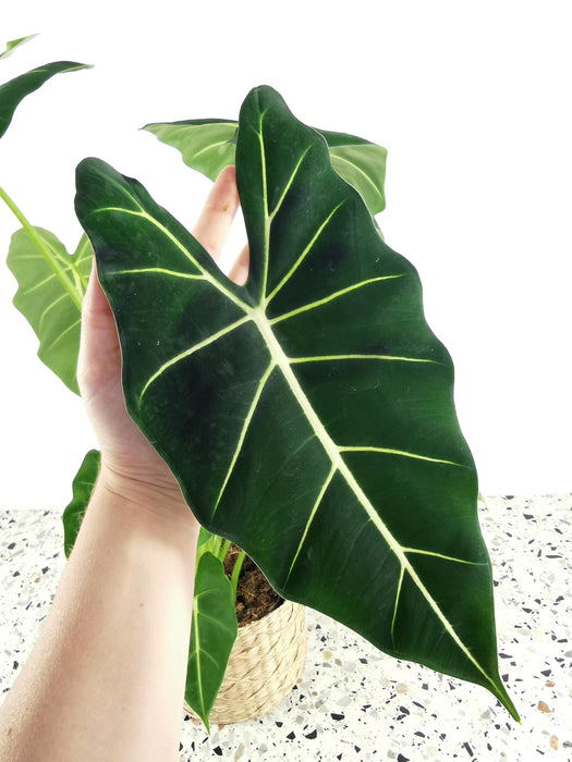 Alocasia micholitziana frydek