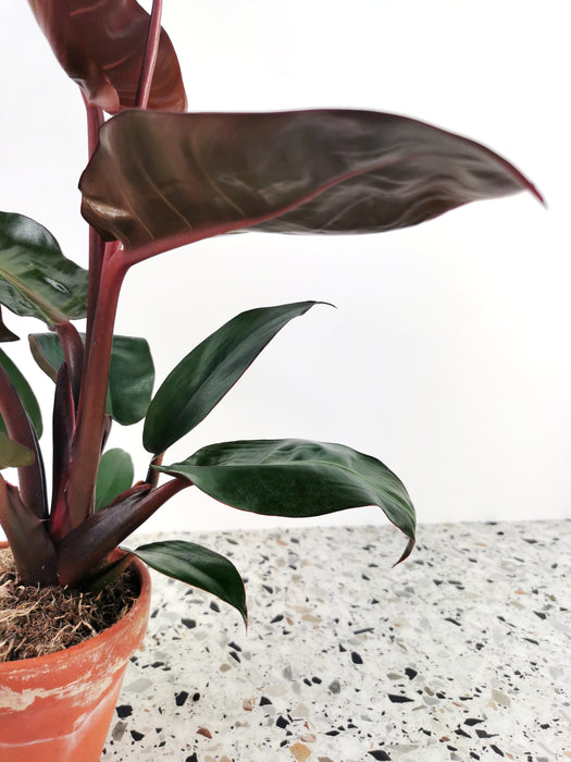 Philodendron red sun