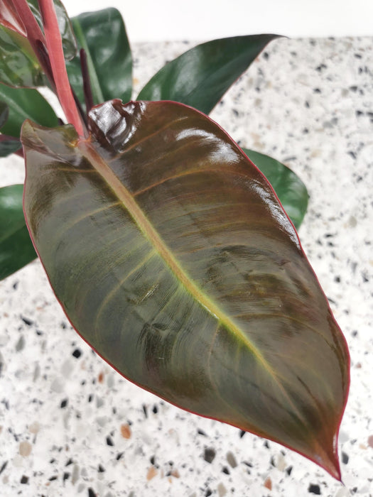 Philodendron red sun