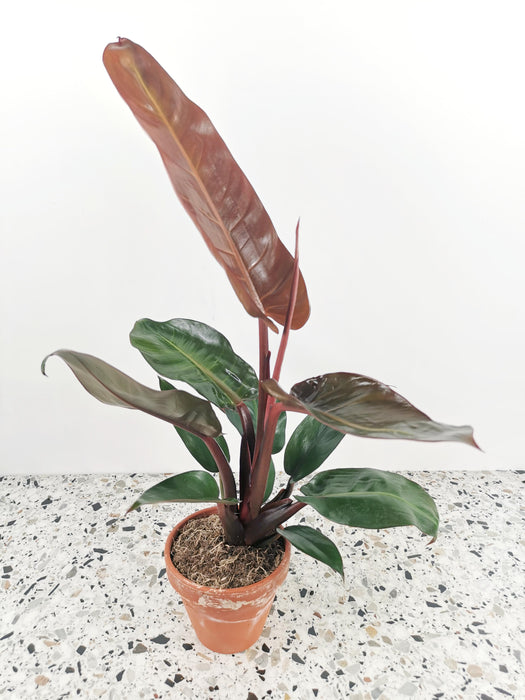 Philodendron red sun