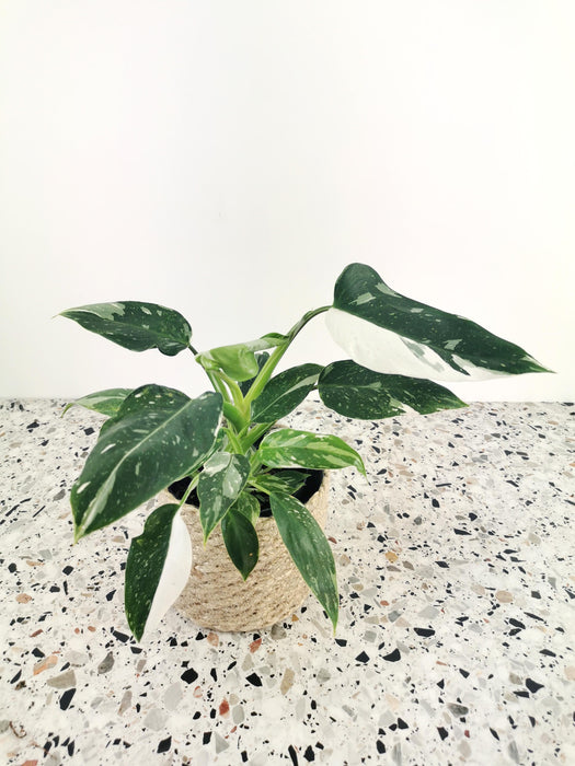 Philodendron white princess
