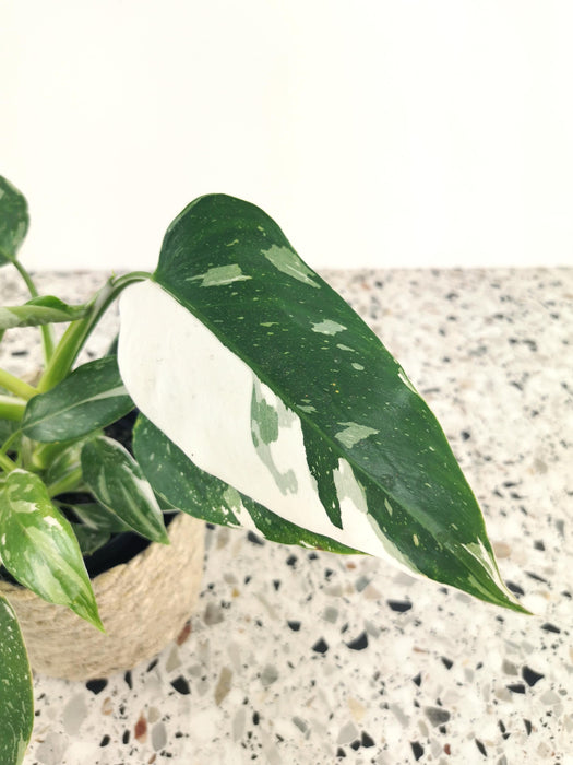 Philodendron white princess