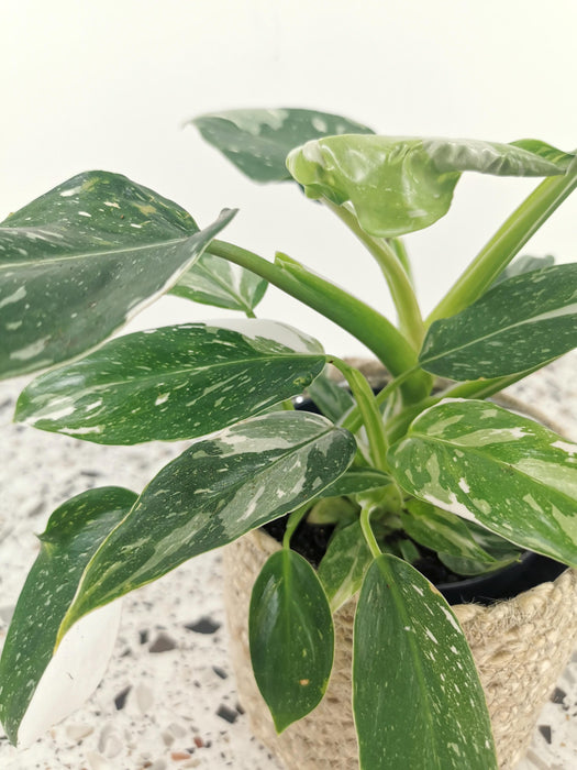 Philodendron white princess