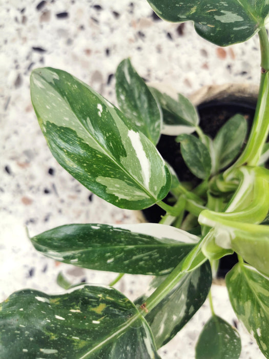 Philodendron white princess