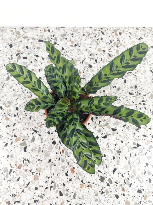 Calathea lancifoli