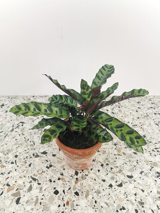 Calathea lancifoli