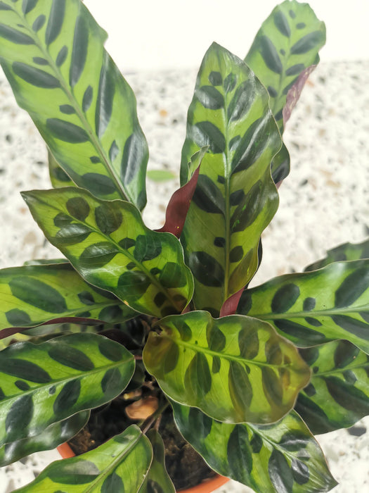 Calathea lancifoli