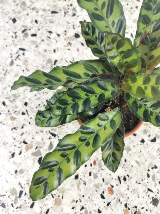 Calathea lancifoli