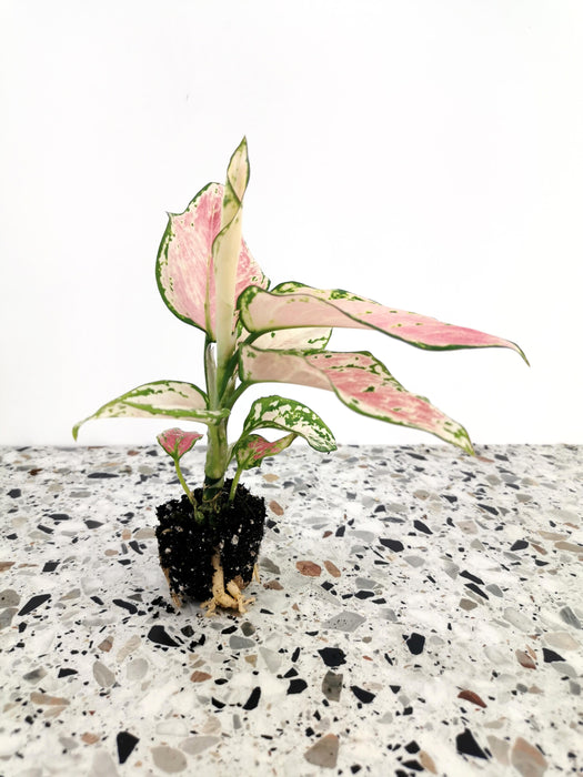 Aglaonema pink princess