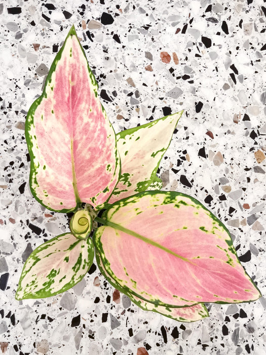Aglaonema pink princess