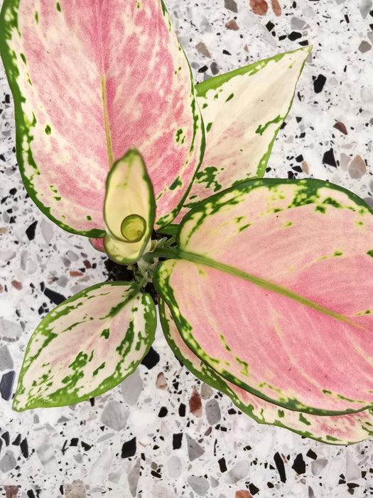 Aglaonema pink princess