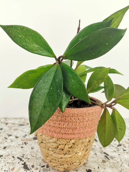 Hoya carnosa dark red