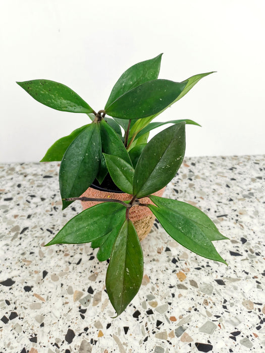 Hoya carnosa dark red